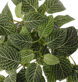 Fittonia, 'Top Green', 178 hojas, resistente del fuego y de rayos UV, 75cm