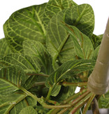 Fittonia (Silbernetzblätter), 'Top Green', 9 Verzweigungen, 178 Blätter, schwer entflammbar & UV-sicher, 75cm