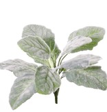 Silber-Salbei (Salvia argentea) 9 Verzweigungen, 11 Blätter, 25cm