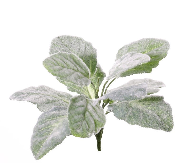 Salvia blanca (Salvia argentea) planta, 11 hojas, 25cm