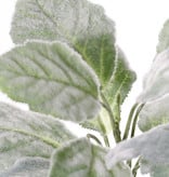 Silver sage (Salvia argentea) plant, 11 lvs., 25cm