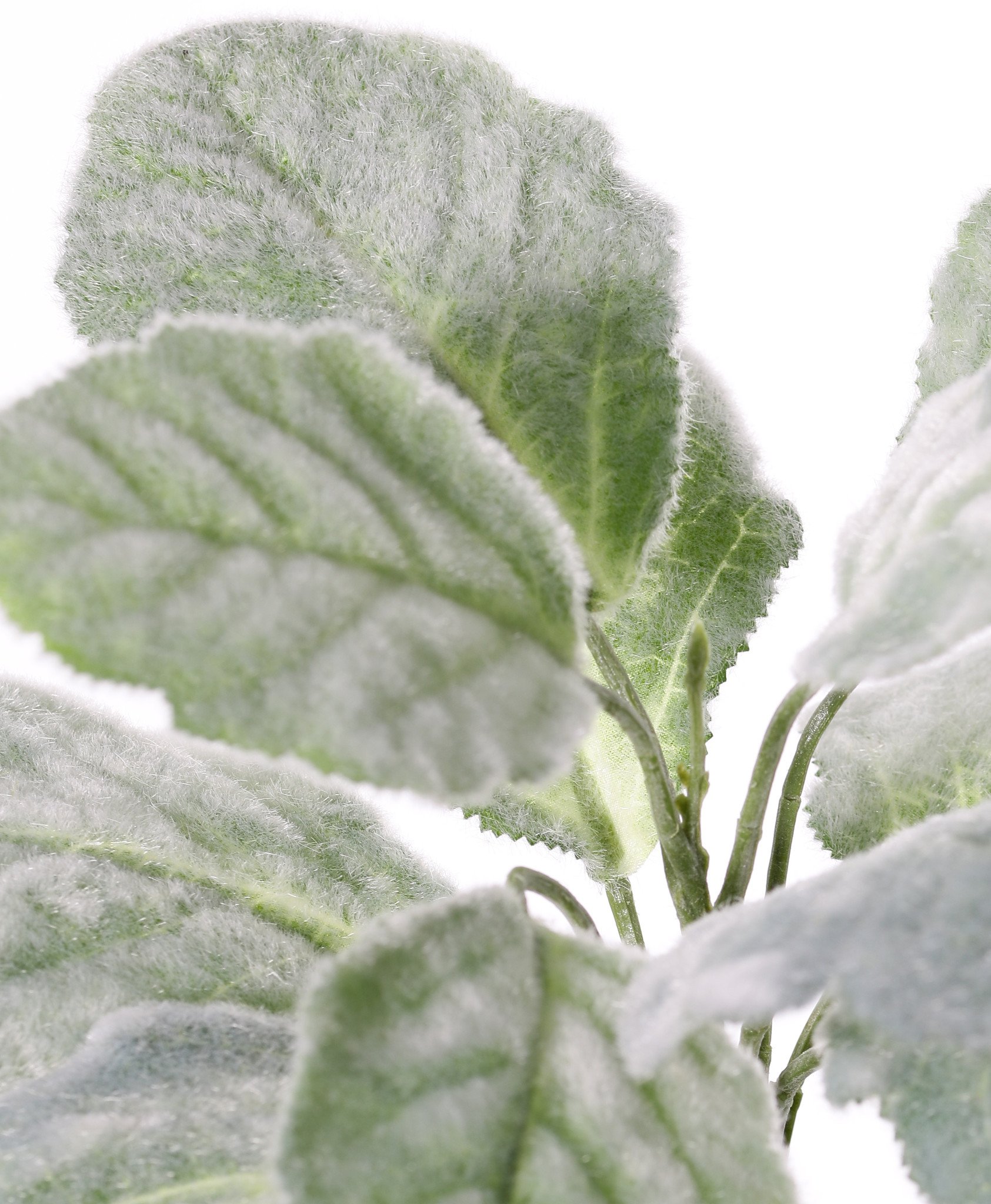 Salvia blanca (Salvia argentea) planta, 11 hojas, 25cm