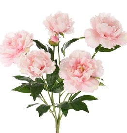 Pfingstrosen mit 6 Verzweigungen, 5 Blumen, 1 Knospe & Blatt, 45cm, Ø 30cm
