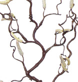 Tortuous hazel, 66cm