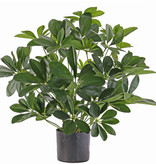 Mata schefflera baby, 282 hojas, 50cm, Ø 45cm