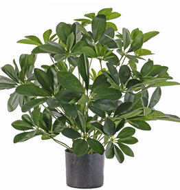 Mata schefflera baby, 282 hojas, 50cm, Ø 45cm