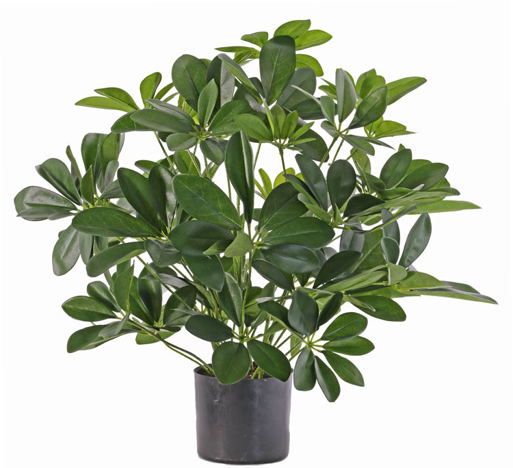 Mata schefflera baby, 282 hojas, 50cm, Ø 45cm