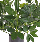 Mata schefflera baby, 282 hojas, 50cm, Ø 45cm
