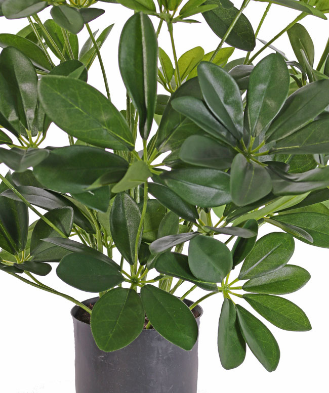 Mata schefflera baby, 282 hojas, 50cm, Ø 45cm