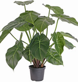 Arrowhead plant, Syngonium podophyllum, 20 lvs., 45cm