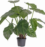 Syngonium podophyllum met 20 bladeren, 45cm