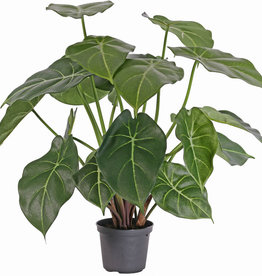 Syngonium podophyllum met 20 bladeren