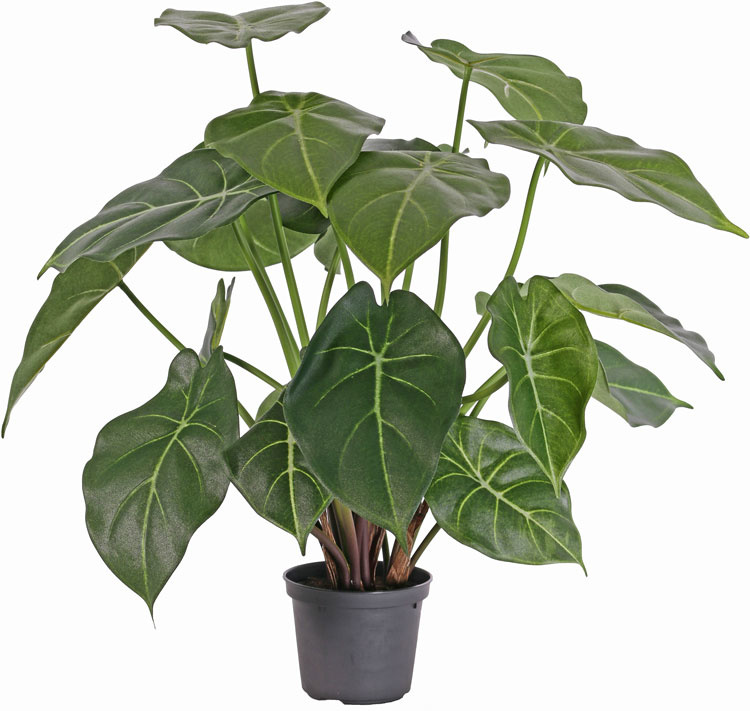 Arrowhead plant, Syngonium podophyllum, 20 lvs., 45cm