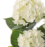 Hortensia (Hydrangea), 'All weather', 3 bloemtrossen (141 bloemen) & 27 blad, 43cm, UV bestendig