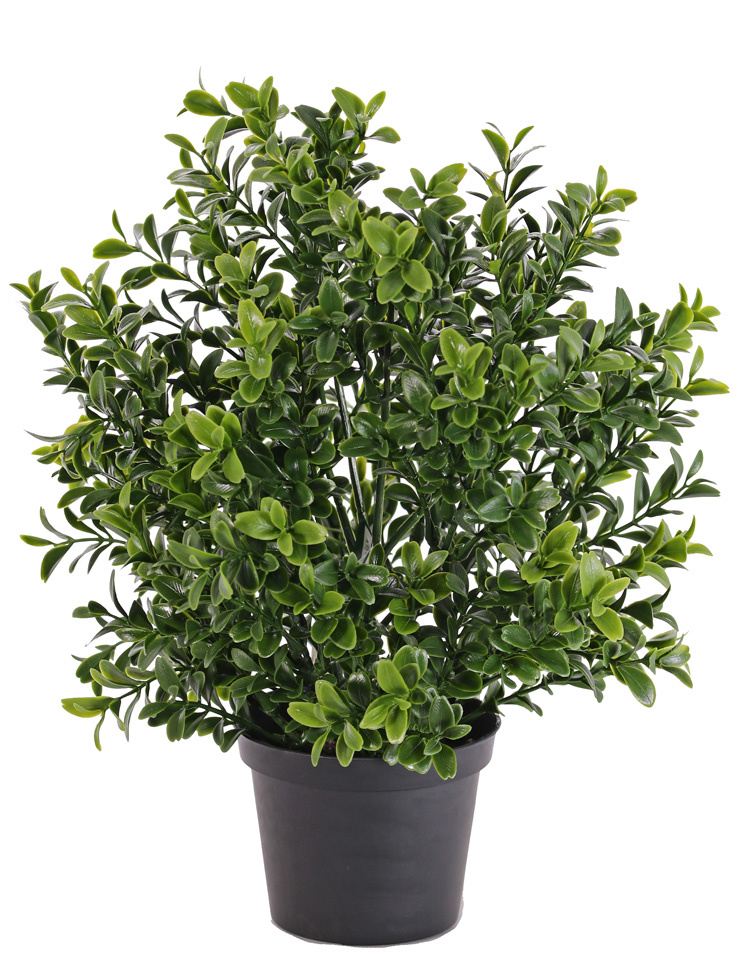 Boxwood Bush x 144 Lvs 31cm-  UV-safe