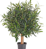 Olive ball tree, 50cm