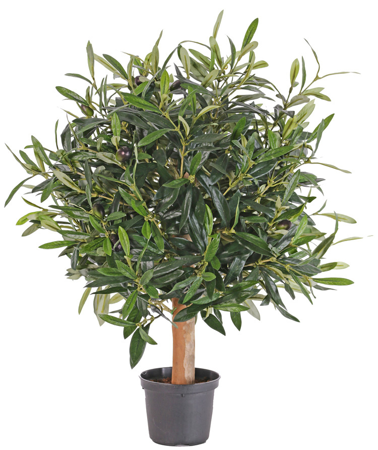 Olive ball tree, 50cm