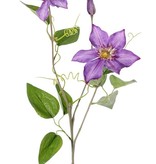 Clematis (clemátide) 'GardenArt', 2 flores, 1 brote,  9 hojas, 76 cm