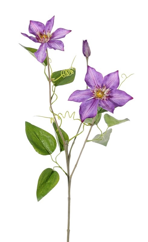 Clematis (clemátide) 'GardenArt', 2 flores, 1 brote,  9 hojas, 76 cm