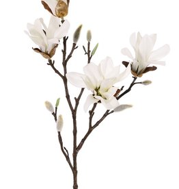 Magnolia stellata (star magnolia), 4 flowers, 60cm
