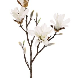 Magnolia stellata (Stermagnolia), 2 vertakkingen, 4 bloemen, 60cm