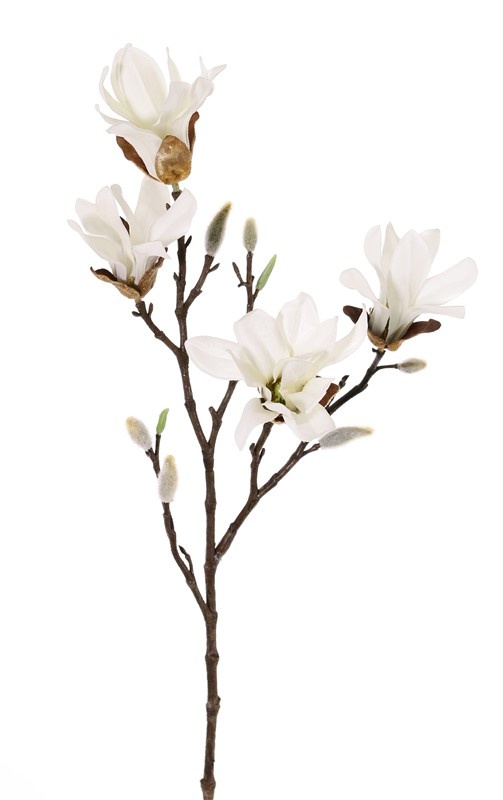 Magnolia stellata (star magnolia), 4 flowers, 60cm