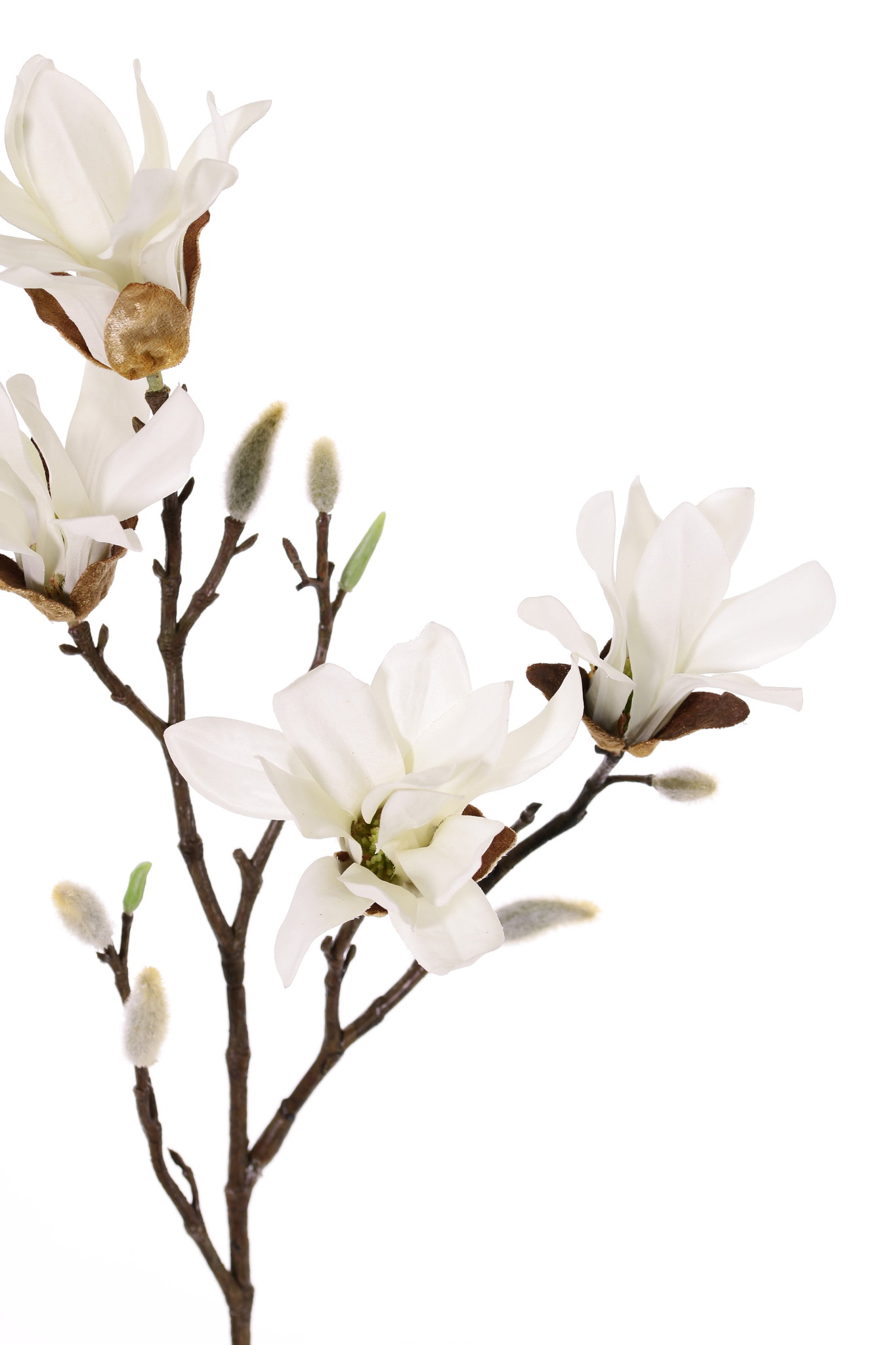 Magnolia stellata (star magnolia), 4 flowers, 60cm