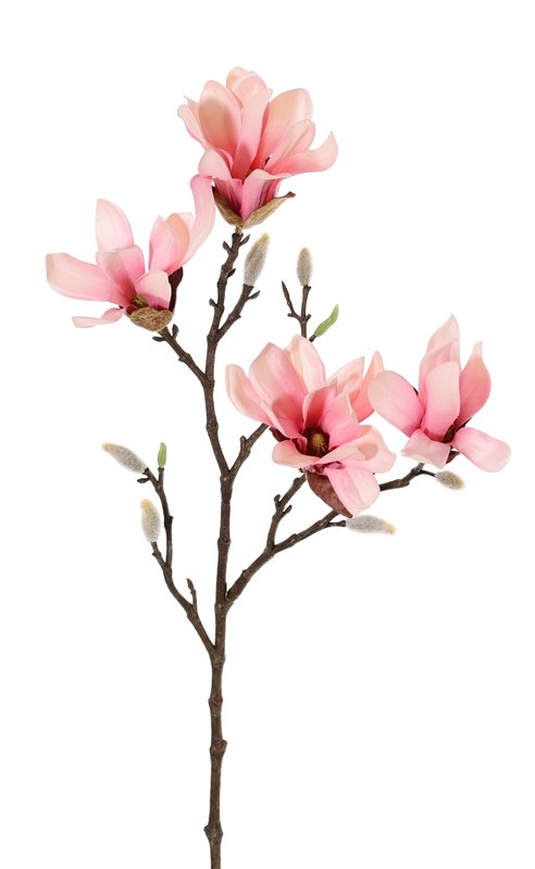 Magnolia stellata (Stern-Magnolie), 2 Verzweigungen, 4 Blumen,  60cm