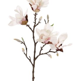 Magnolia stellata (star magnolia), 4 flowers, 60cm