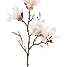 Magnolia stellata (Stern-Magnolie), 2 Verzweigungen, 4 Blumen,  60cm
