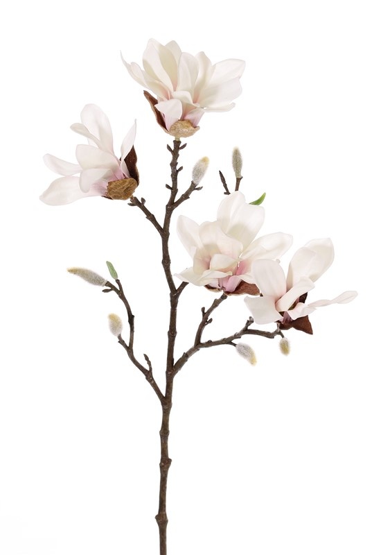 Magnolia stellata (Stermagnolia), 2 vertakkingen, 4 bloemen, 60cm