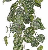 Scindapsus (Epripremnum), Gefleckte Efeutute, Hängepflanze, 60 Blätter & Ausläufer, 72 cm, UV sicher