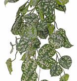 Scindapsus (Epripremnum) hanging plant, 60 lvs., 72 cm, UV safe