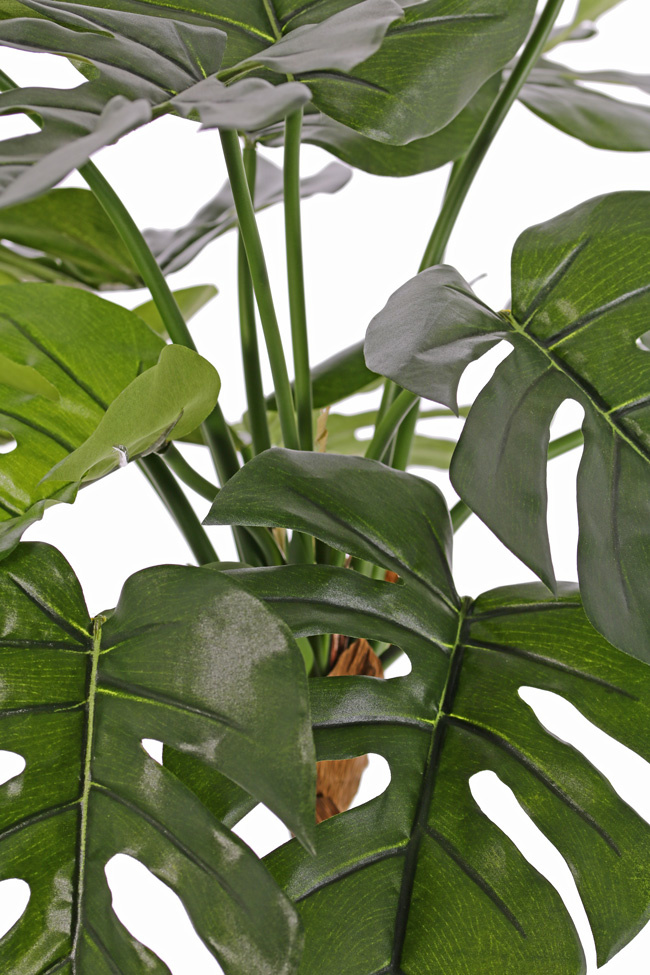Monstera deliciosa, 15 hojas, resistente del fuego & de rayos UV, 40cm