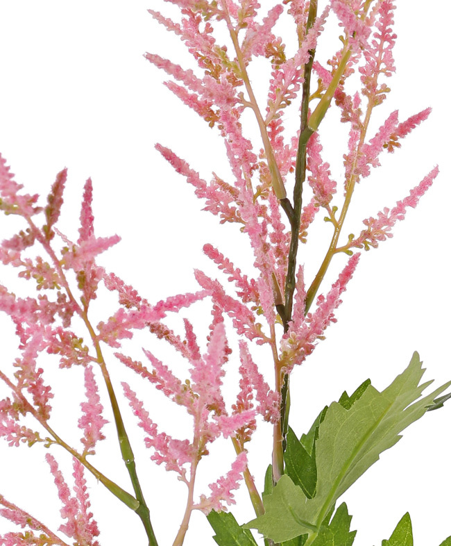 Astilbe (falsa barba de la cabra,  Spirea falso), 2 flores (35cm/25cm) & 9 hojas (3 sets), 90cm