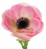 Anemone (Anemone MIA), 1 flower (Ø 11cm) & 3 lvs., 43cm