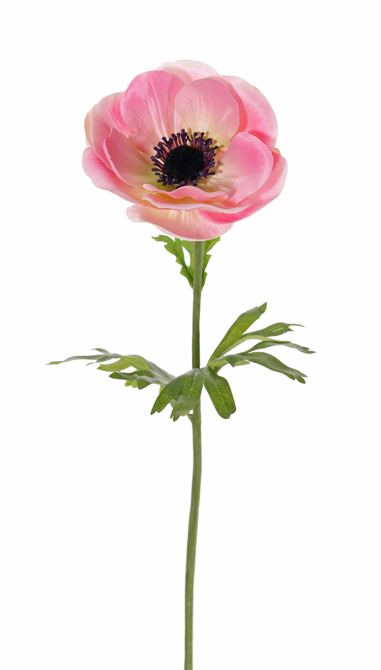 Anemoon (Anemone MIA), 1 bloem (Ø 11cm) & 3 blad, 43cm