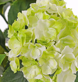 Hortensie, 'All weather', 3 Blumenköpfe (141 Blüten) & 27 Blätter, 43cm - UV-sicher