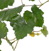 Grape leaf branch (Vitis vinifera) 18 leaves, UV safe, 62cm