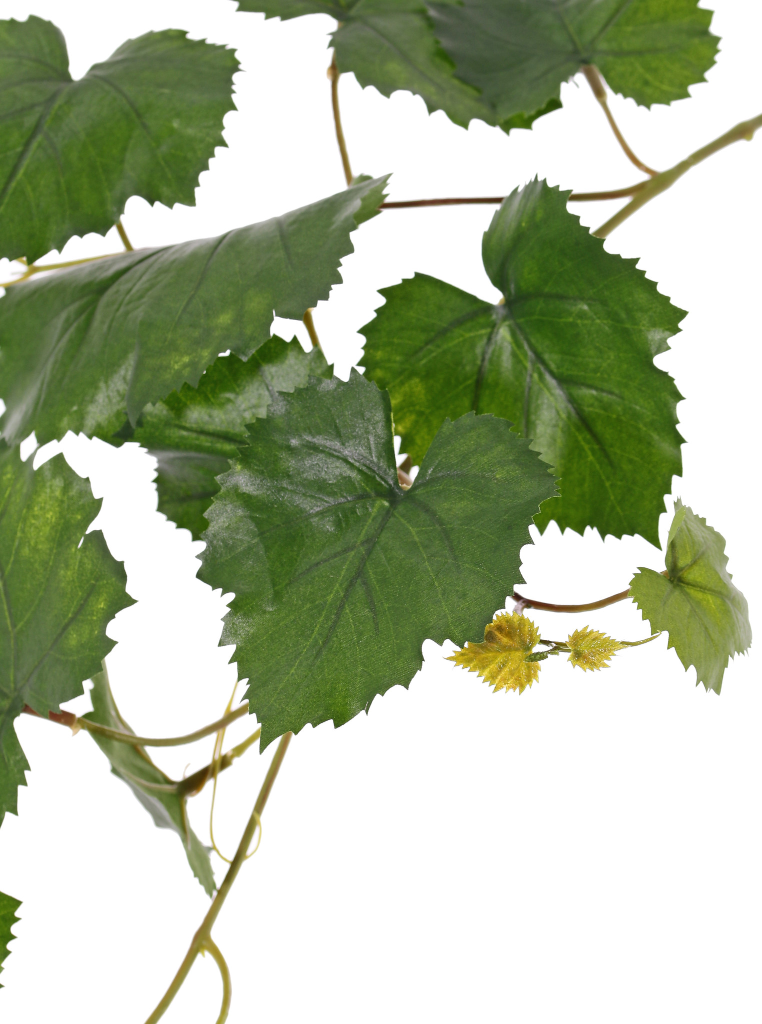 Traubenblattzweig (Vitis vinifera) 18 Blätter, UV sicher, 62cm
