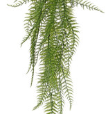 Wurzelnder Kettenfarn (Woodwardia) , 7 Verzweigungen, 55 Farnblätter, 70cm - UV sicher