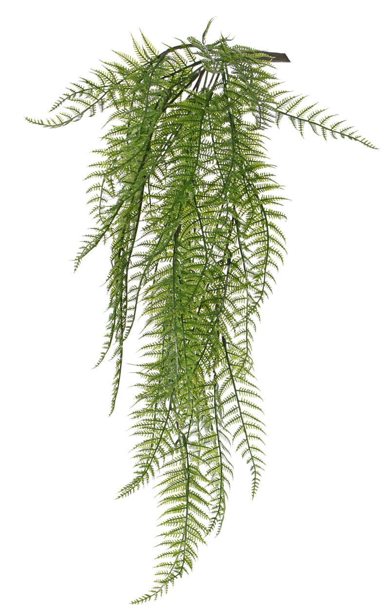 Wurzelnder Kettenfarn (Woodwardia) , 7 Verzweigungen, 55 Farnblätter, 70cm - UV sicher