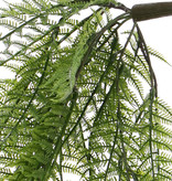 Woodwardia fern (chain fern), 55 fronds, 70cm - UV safe