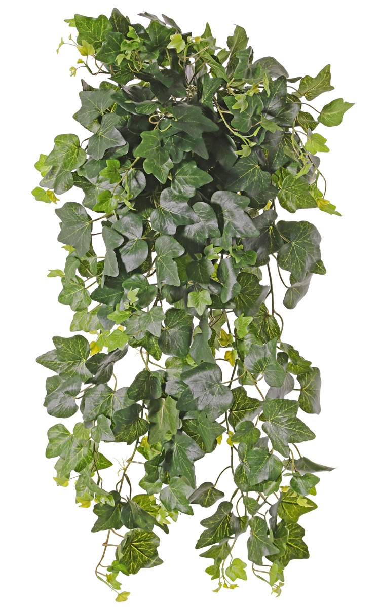 Hedera Gala x 331 75cm UV-bestendig