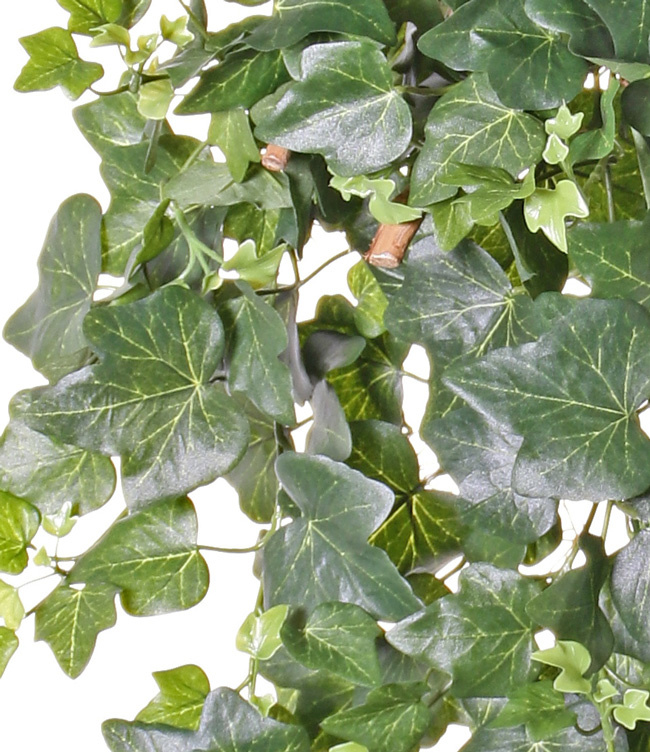 Hedera Gala x 331 75cm UV-bestendig