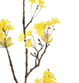 Maple tree flower branch (Acer), 6 clusters of flowers, 70cm