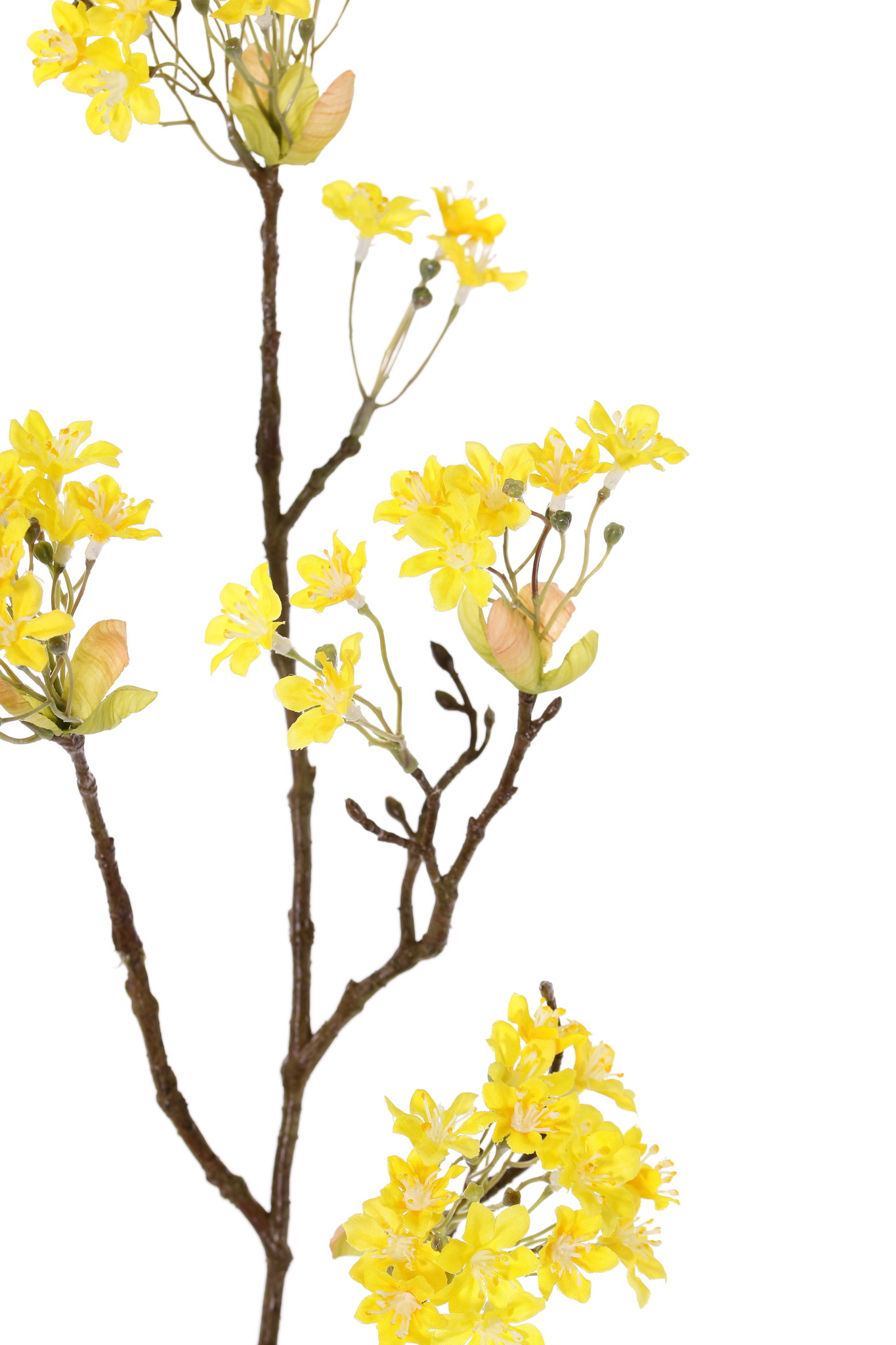 Maple tree flower branch (Acer), 6 clusters of flowers, 70cm