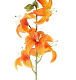 Lily (Lilium) with 5 flowers (Ø 8cm) & 4 buds, 64cm