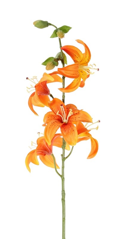 Flor de lis (Lilium) con 5 flores (Ø 8cm) & 4 brotes, 64cm