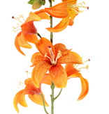 Lily (Lilium) with 5 flowers (Ø 8cm) & 4 buds, 64cm